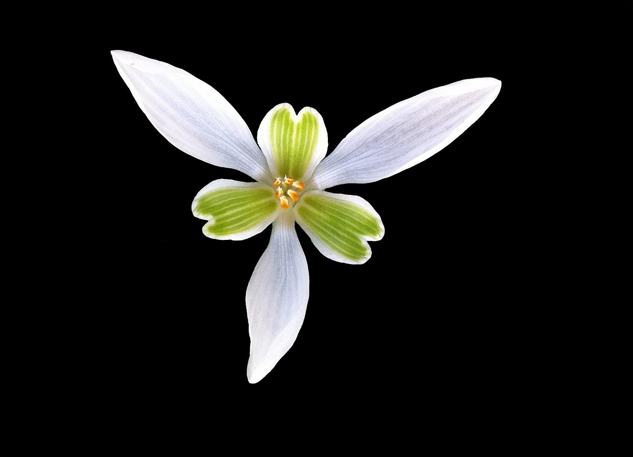 사당영 화관