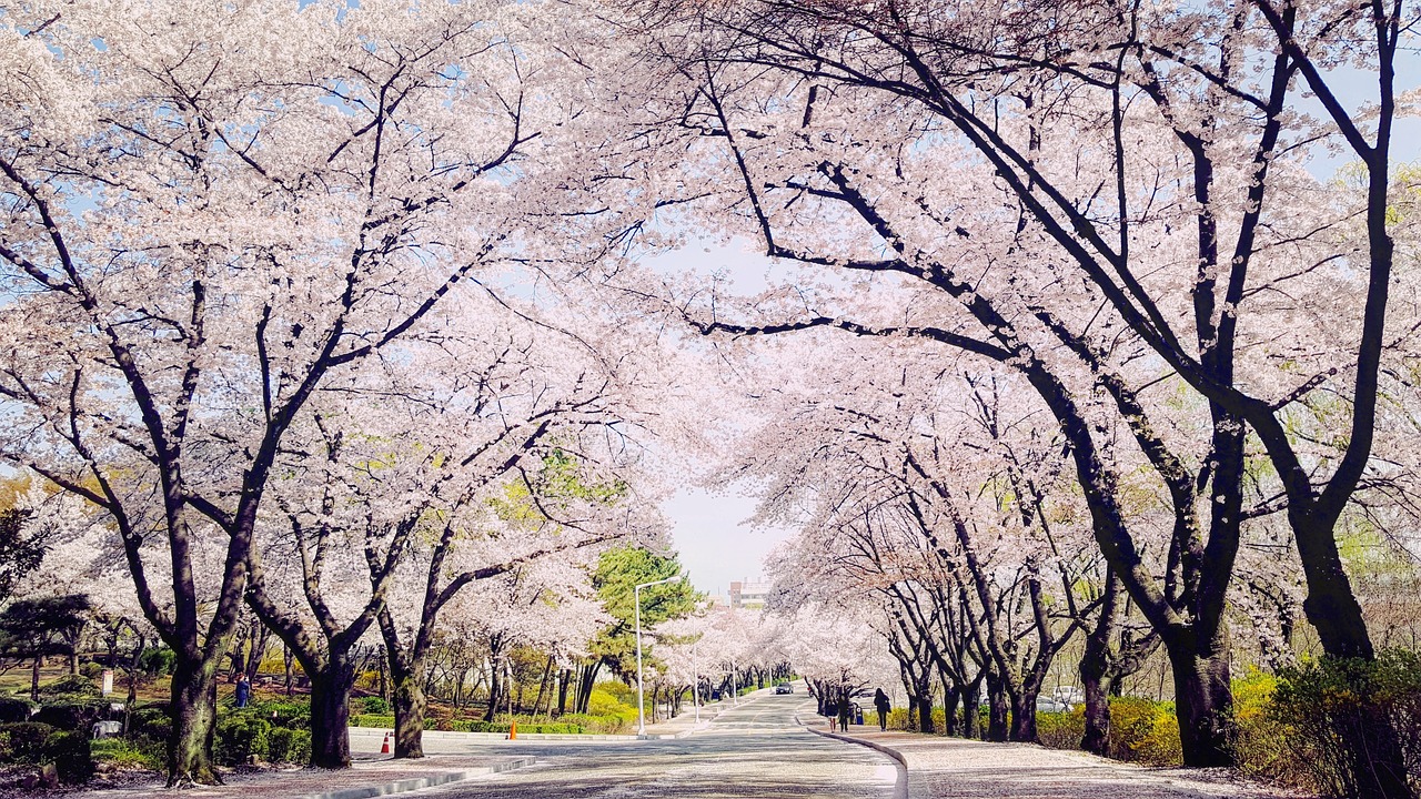 대구 반포장이사 저렴 1월이사손없는날