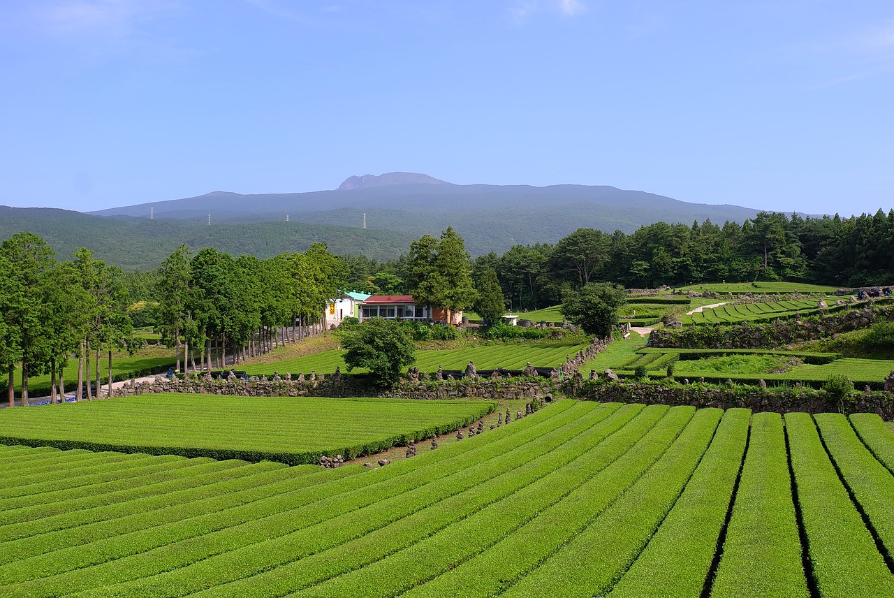 제주 수산물시장